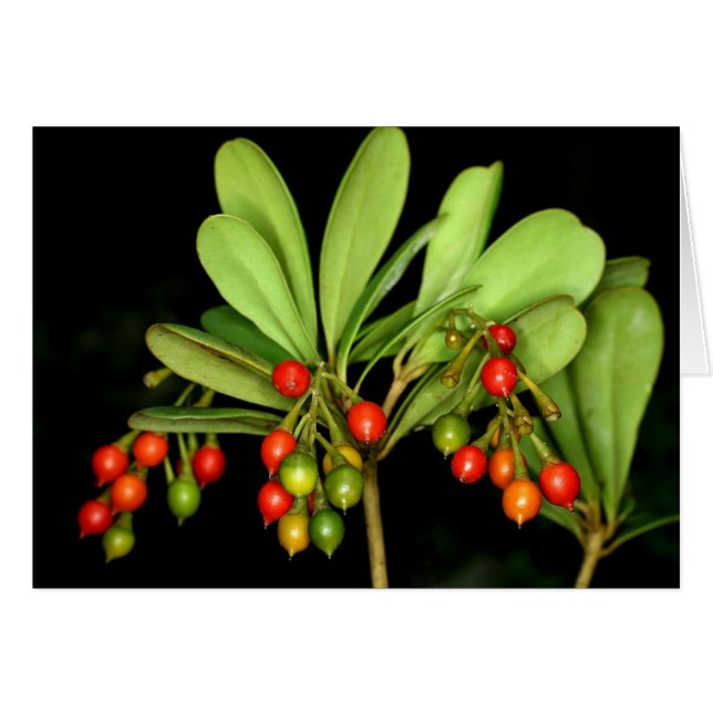 Saba : Arborea de Jacquinia (Devant Horizontal)