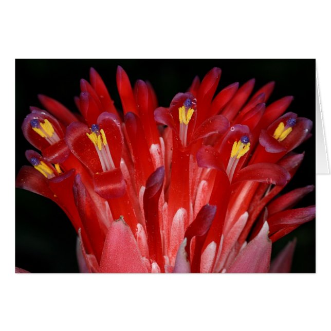 SABA : Billbergia pyramidalis (Devant Horizontal)