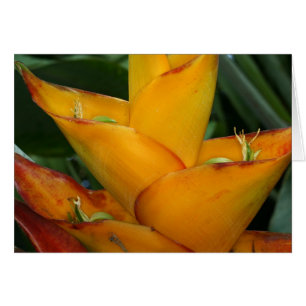 Saba : Caribbaea de Heliconia