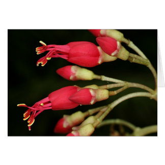 SABA : Charianthus purpureus