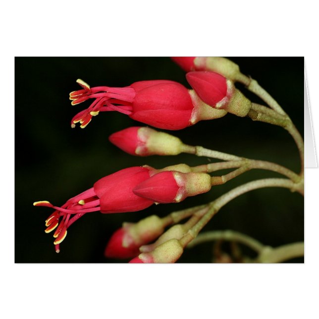 SABA : Charianthus purpureus (Devant Horizontal)