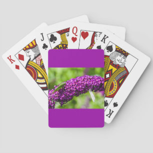 sabelsprinkhaan energie pokerkaarten