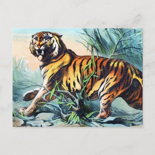 Saber Toothed Tiger Briefkaart (Voorkant)