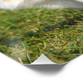 Sable Cardigan Welsh Corgi Dog Perfect Poster (Hoek)