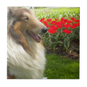Sable Collie N the Tulips Tegel Trivet Tegeltje