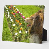 Sable Collie N Tulips Plaque photo (Côté)