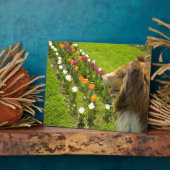 Sable Collie N Tulips Plaque photo (Côté)