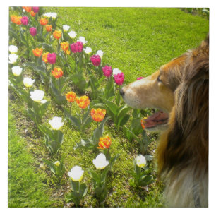 Sable Collie N Tulips Tile Trivet Tegeltje