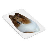 Sable en wit Collie hoofd Magneet (Rechterzijde)