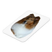 Sable en wit Collie hoofd Magneet (Linkerzijde)