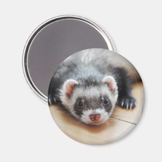 Sable Ferret Magneet (Voorkant / Achterkant)