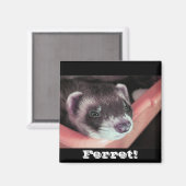 Sable Ferret Magnet Magneet (Voorkant / Achterkant)