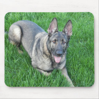 Sable German Shepherd Muismat
