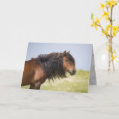 Sable Island Hengst - Wild Horse Greting Kaart (Gele Bloem)