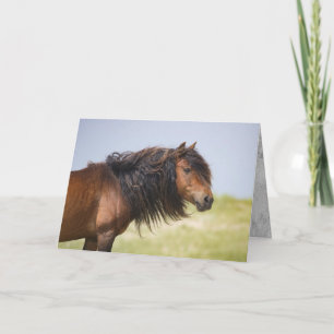 Sable Island Hengst - Wild Horse Greting Kaart