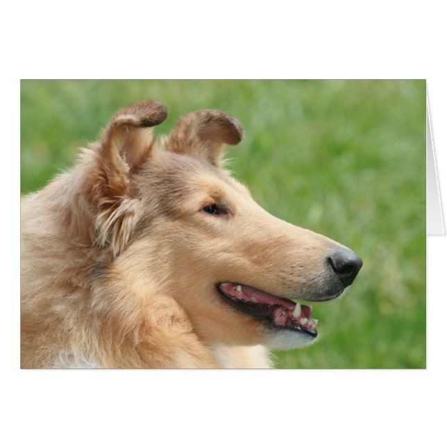 Sable Rough Collie (Voorkant Horizontaal)
