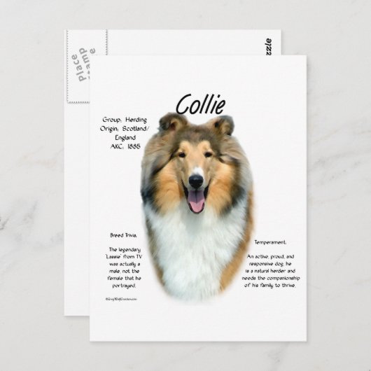 Sable Rough Collie Maak kennis met het ras Briefkaart (Voorkant / Achterkant)