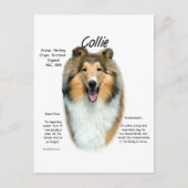 Sable Rough Collie Maak kennis met het ras Briefkaart (Voorkant)