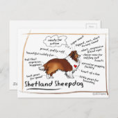 Sable Sheltie Briefkaart (Voorkant / Achterkant)