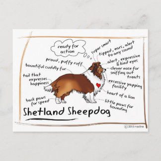 Sable Sheltie Briefkaart