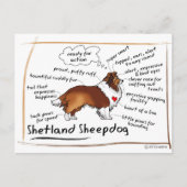 Sable Sheltie Briefkaart (Voorkant)