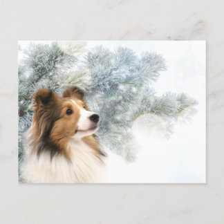 Sable Sheltie Kerstmis Feestdagenkaart
