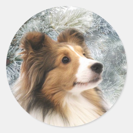 Sable Sheltie Kerstmis Ronde Sticker (Voorkant)