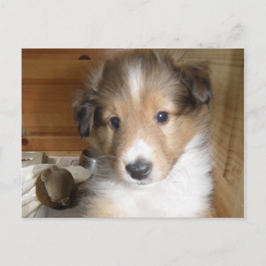 Sable Sheltie Pup Briefkaart (Voorkant)