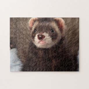 Sable Weasel - Jabba the Ferret Legpuzzel