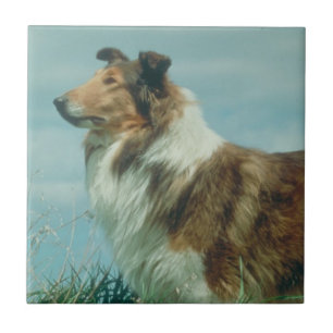 Sable & White Collie Rough Coat Tile Tegeltje