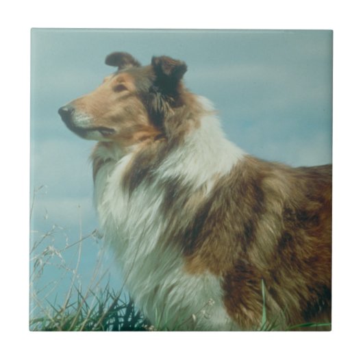 Sable & White Collie Rough Coat Tile Tegeltje (Voorkant)