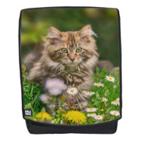 Cute Fluffy Maine Coon Kitten Chat en Fleurs Photo