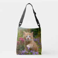 Chaton mignon de chat de gingembre dans une photo