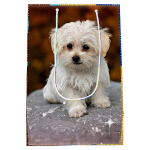 Sac Cadeau Moyen Chiot maltais