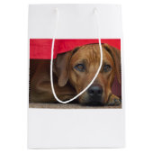 Sac Cadeau Moyen rhodesian-ridgeback (Devant)
