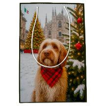Spinone Italien
