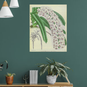 Saccolabium Blumei Orchid Flower Poster