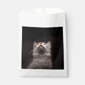 Sachets En Papier Joli chat duveteux regardant vers le haut Fond noi