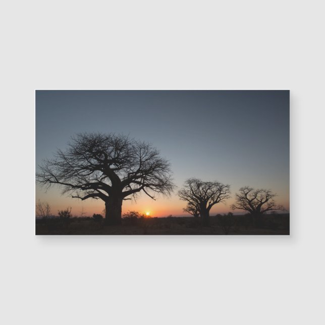 Sacred Baobabs (Voorkant)