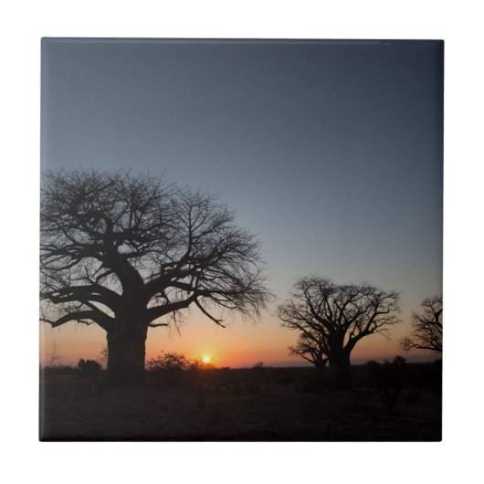 Sacred Baobabs Tegeltje (Voorkant)