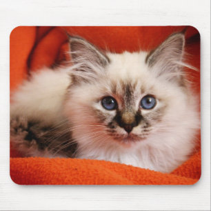 Sacred Birman Kitten Muismat