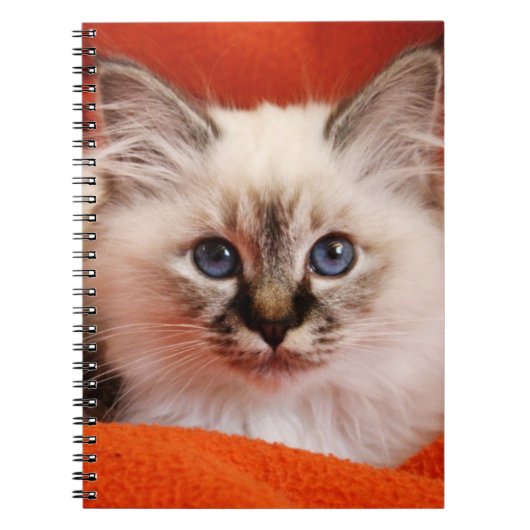 Sacred Birman Kitten Notitieboek (Voorkant)