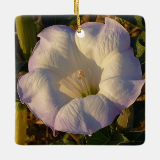 Sacred Datura Flower Wildflower Keramisch Ornament (Voorkant)