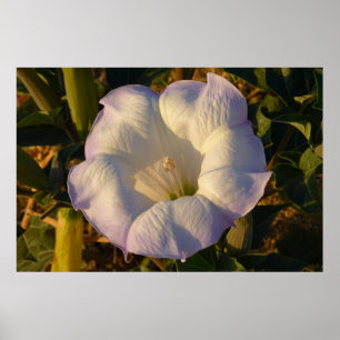 Sacred Datura Flower Wildflower Poster