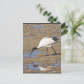 Sacred Ibis Briefkaart (Staand voorkant)