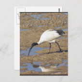 Sacred Ibis Briefkaart (Voorkant / Achterkant)