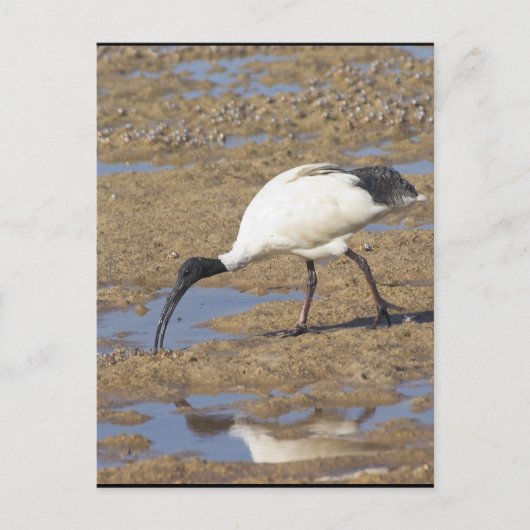 Sacred Ibis Briefkaart (Voorkant)