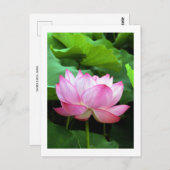 Sacred Lotus: Japan Briefkaart (Voorkant / Achterkant)