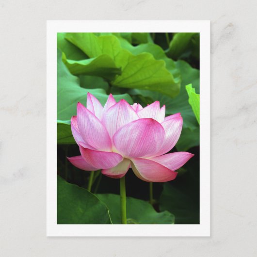Sacred Lotus: Japan Briefkaart (Voorkant)