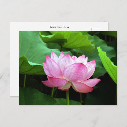 Sacred Lotus: Japan Briefkaart (Voorkant / Achterkant)